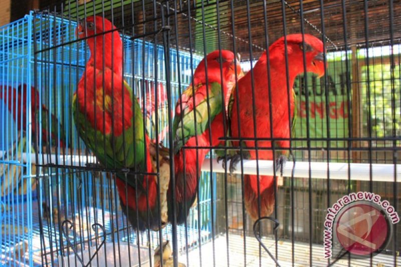 Nuri Raja Ambon Antara News Yogyakarta Berita Terkini Yogyakarta