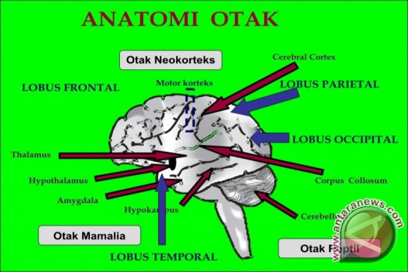 Teknik Baru Melihat Otak