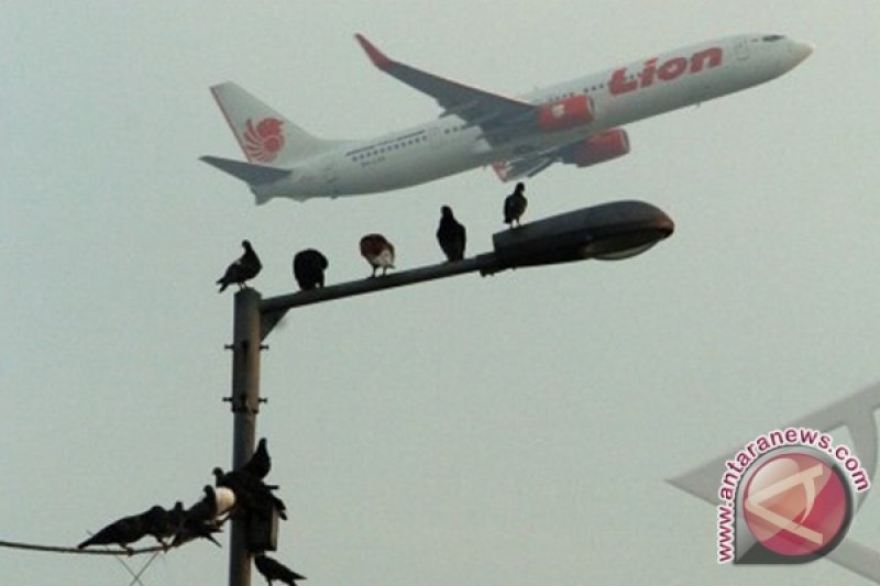 Pengusaha China Pecahkan Rekor Beli Merpati Termahal Antara News