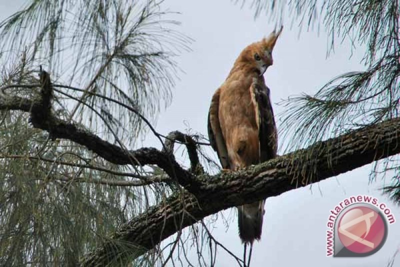 Burung Garuda Dilepasliarkan Di Ekosistem Aslinya Antara News