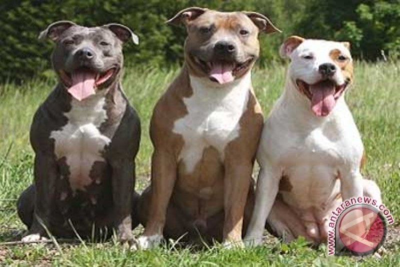 Polisi Bubarkan Adu Anjing Pit Bull Antara News Palu Sulawesi
