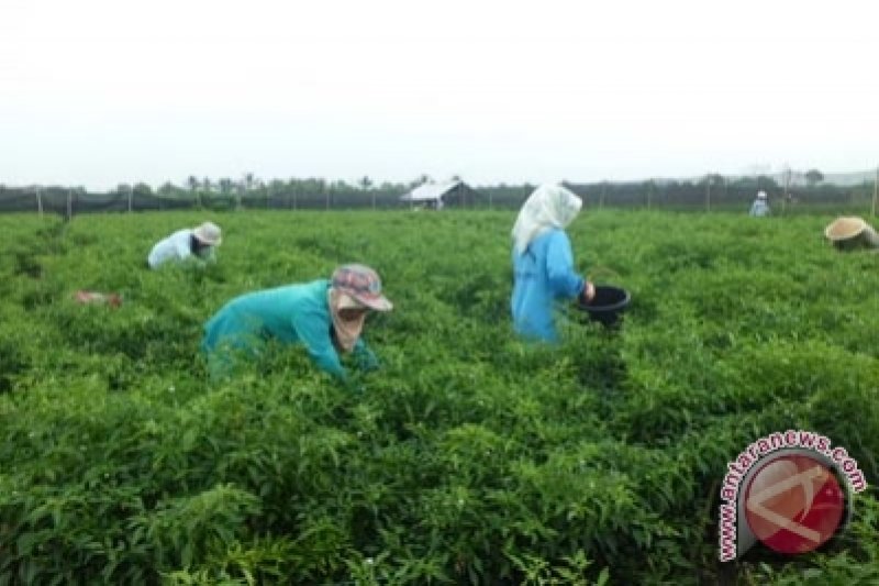 Produksi cabai di Kulon Progo mencapai 25.362 ton