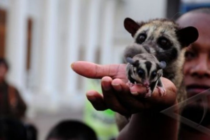Pencinta Hewan Mamalia Antara Sumbar