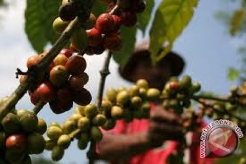 Harga kopi anjlok, negara produsen cari solusi mengatasinya