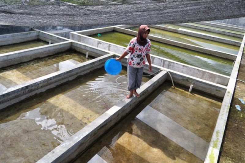 KOLAM PENDEDERAN LELE SANGKURIANG