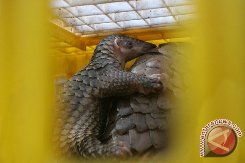 Polisi Thailand Sita Hampir 200 Trenggiling Antara News