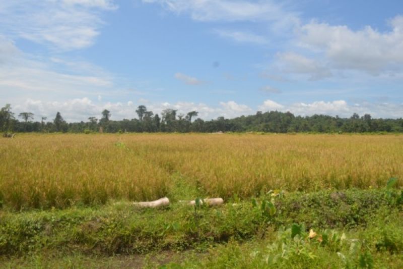 Hamparan Padi Menguning