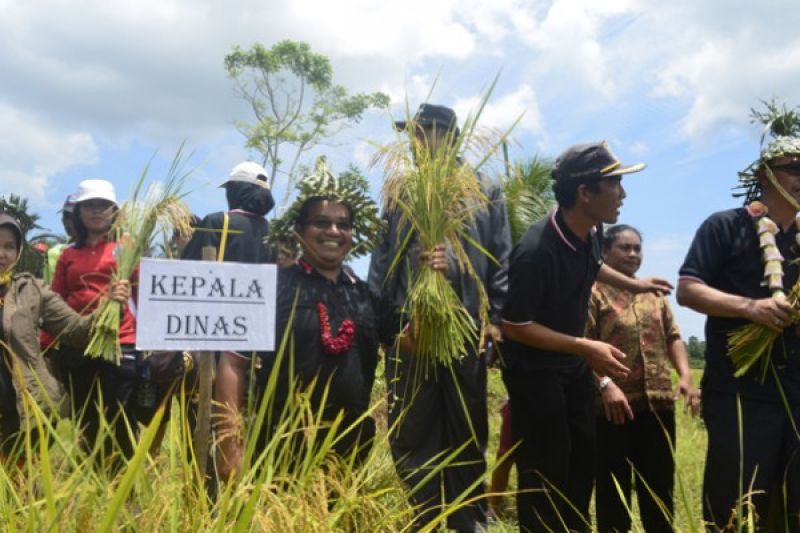 Panen perdana di Desa Malancan