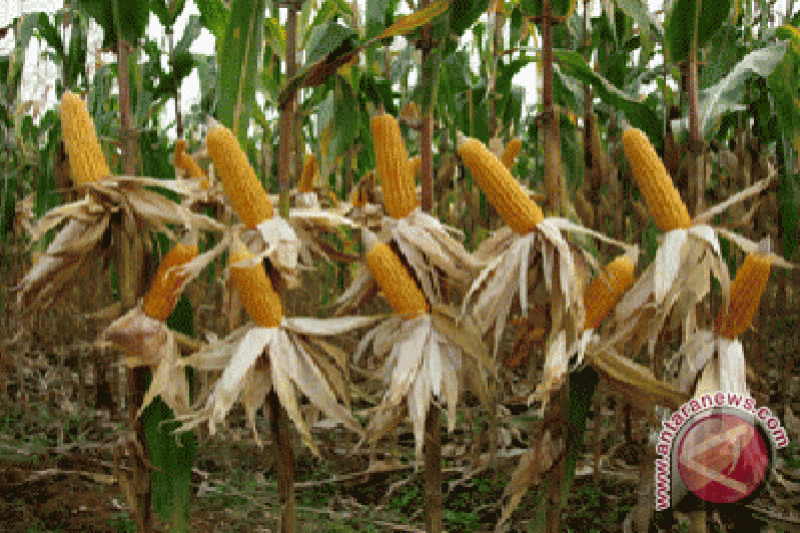 Dosen UGM hasilkan benih jagung hibrida