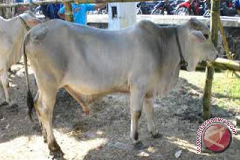 Pemkab dorong peternak budidayakan sapi putih