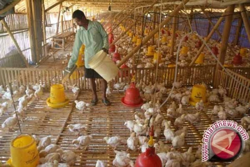 Peternak Ayam Bantul Kesulitan Dapatkan Jagung Lokal Antara News