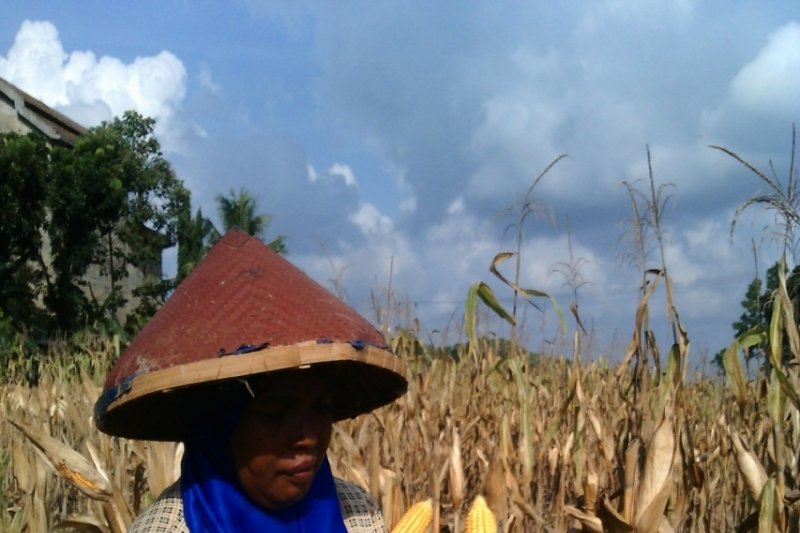 Paling Inspiratif Tempat  Wisata  Di  Purbolinggo  Lampung  