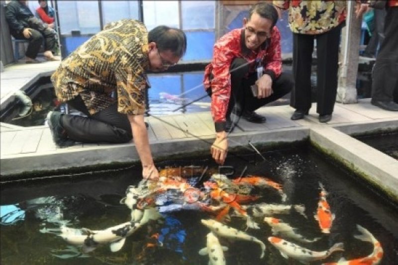 Prospektif Masyarakat Temanggung Didorong Budi Daya Ikan Hias