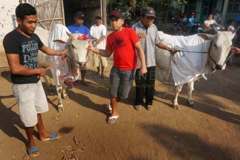 ragam-tradisi-idul-adha-di-indonesia-apitan-ngejot-juga-manten-sapi