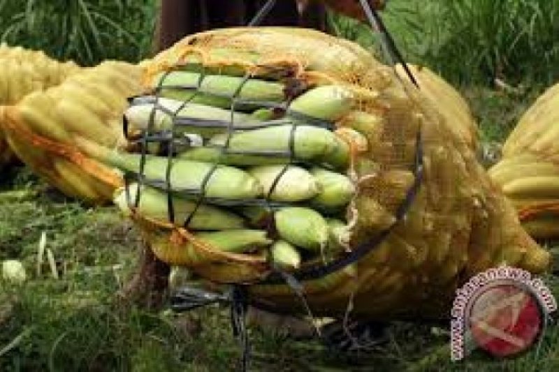 Puluhan Hektare Tanaman Jagung Pesisir Danau Limboto Terancam Puso