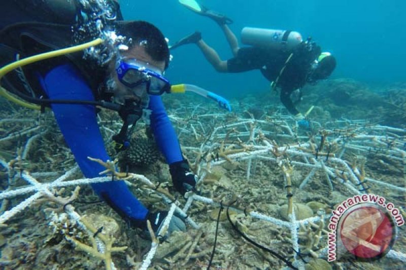 Mars tanam "laba-laba" rehabilitasi terumbu Pulau Badi