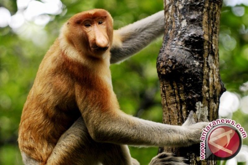 Tim Sbi Selamatkan Bekantan Hanyut Di Sungai Barito Antara News