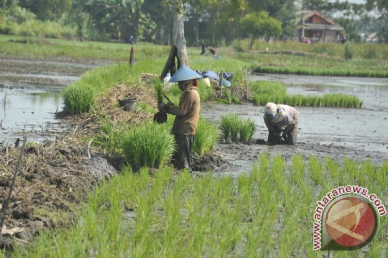 Lampung gelar Rembuk tani