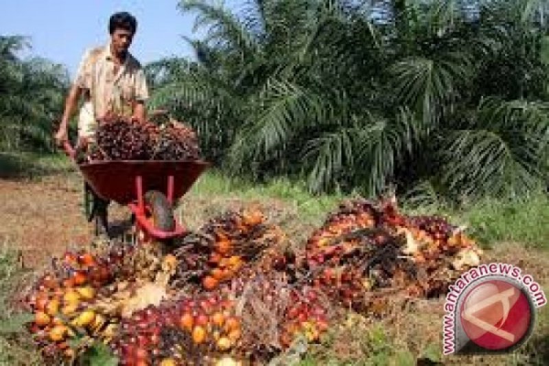 Harga minyak sawit mentah di Jambi turun