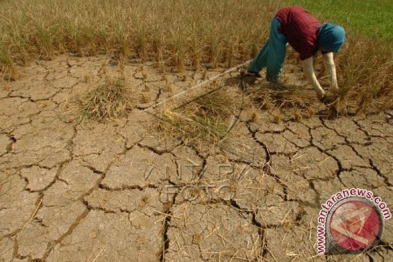 1.040 hektare sawah di Ciamis terancam puso