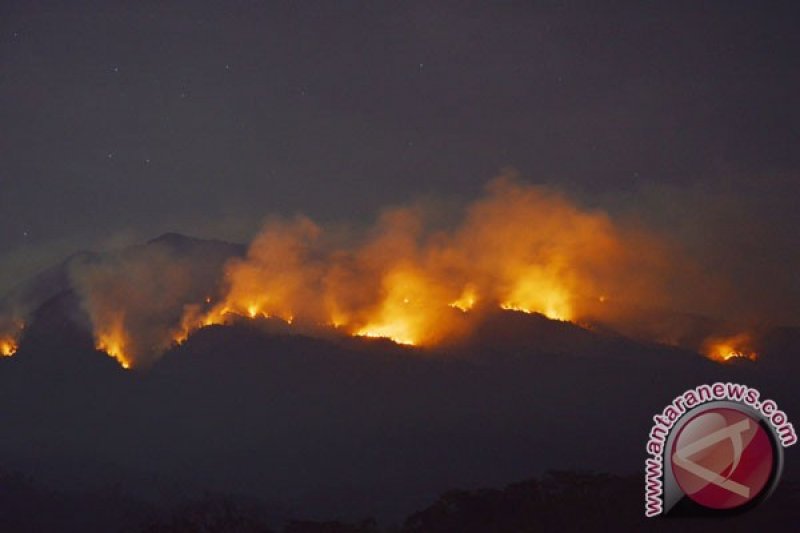 5 hektare pinus terbakar di Aceh Tengah