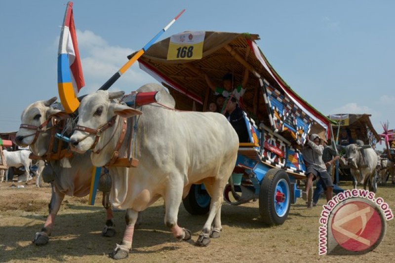 Festival Gerobag Sapi