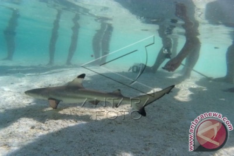 ANAK IKAN HIU DI PULAU TINABO