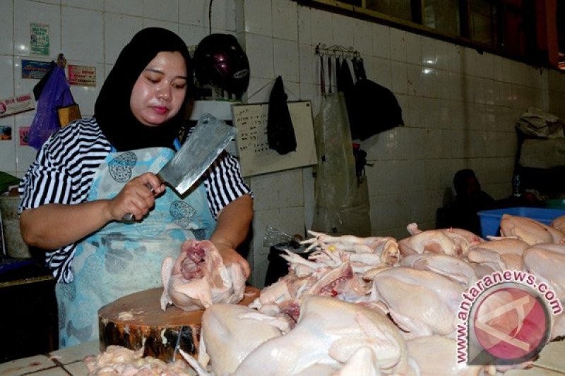 Harga ayam potong turun