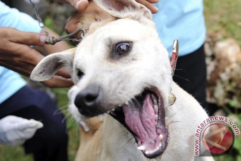 Jawa Tengah Awasi Peredaran Daging Anjing Antisipasi Rabies
