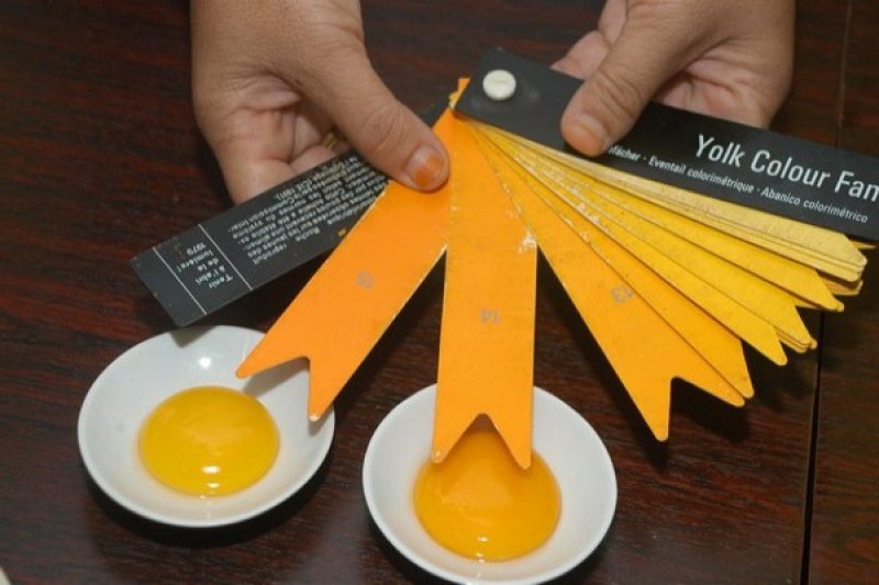 8-manfaat-telur-omega-dan-perbedaannya-dengan-telur-biasa