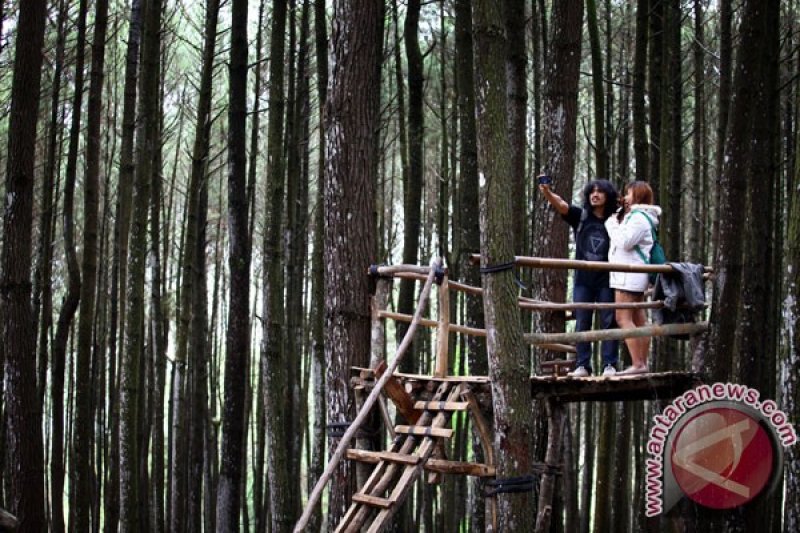 Bantul Diy Rumuskan Kerja Sama Pengelolaan Hutan Mangunan