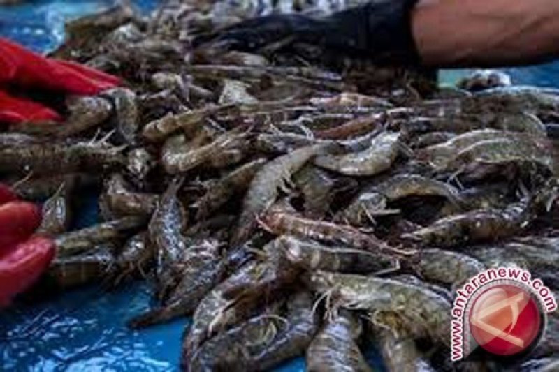Pengusaha Banyuwangi Tertarik Mereplikasi Teknologi Supra Intensif