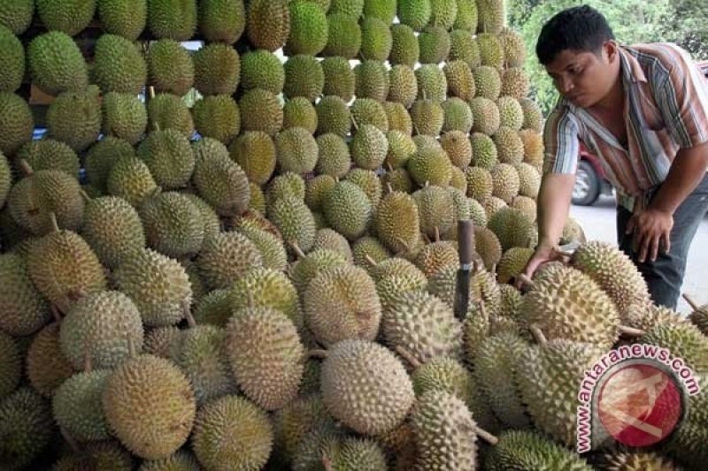 Buah durian banjiri Bandarlampung