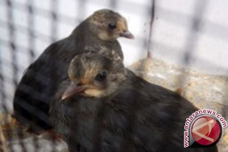 Mengintip Maleo Burung Unik Dan Langka Antara News Palu