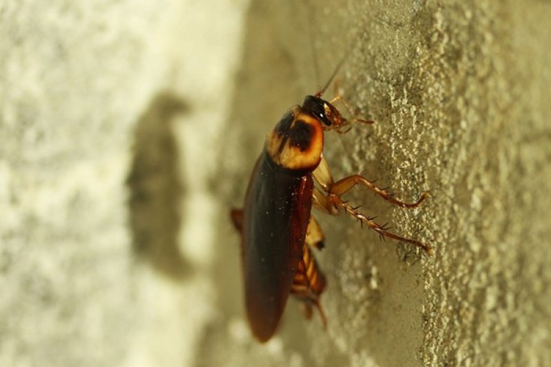 5-tanaman-ampuh-mengusir-kecoak-di-rumah-secara-alami