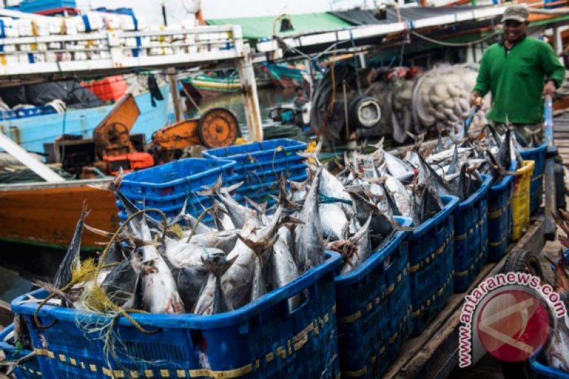 Nelayan Baron di Gunung Kidul panen ikan tongkol - ANTARA News