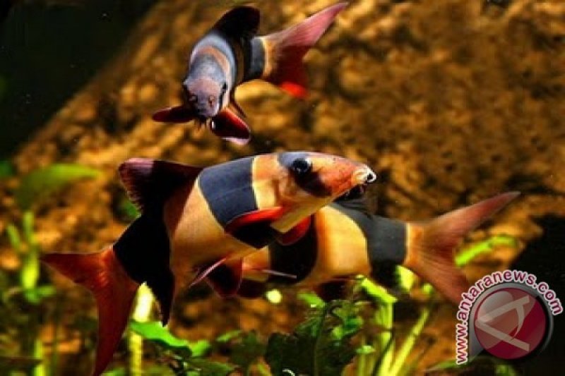 Ikan hias botia dipamerkan pada Pekan Kelompok Tani dan Nelayan
