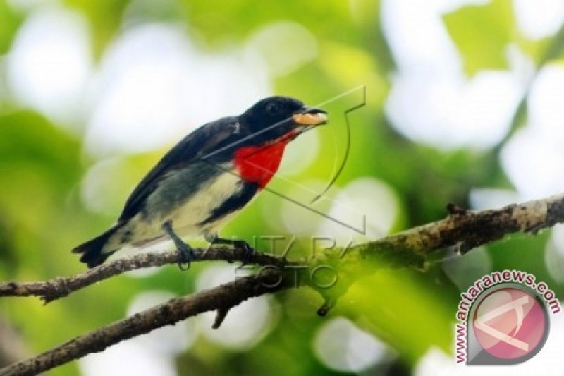 Hutan Popayato Paguat Habitat 157 Jenis Burung Antara News Gorontalo