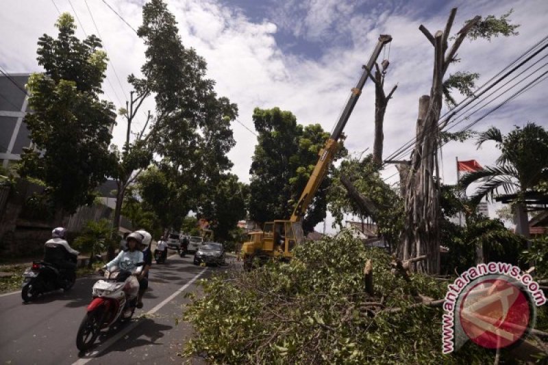 CEGAH POHON TUMBANG