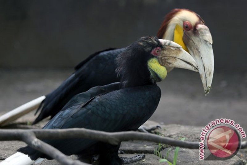 Burung Rangkong Terancam Punah Antara News