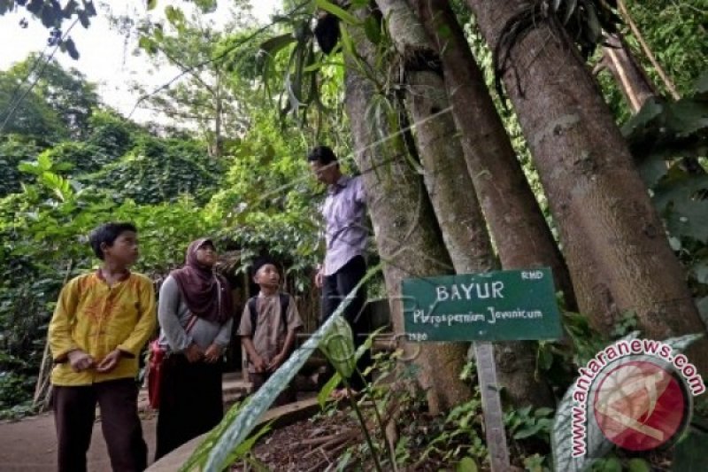 PT Timah dan UBB teliti tanaman endemik Babel