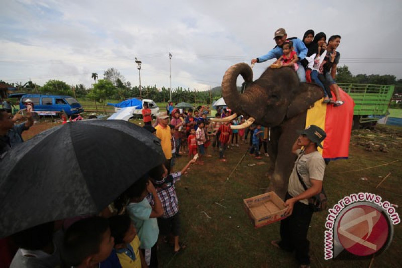 Kirab obor di Lampung bakal diramaikan gajah Way Kambas