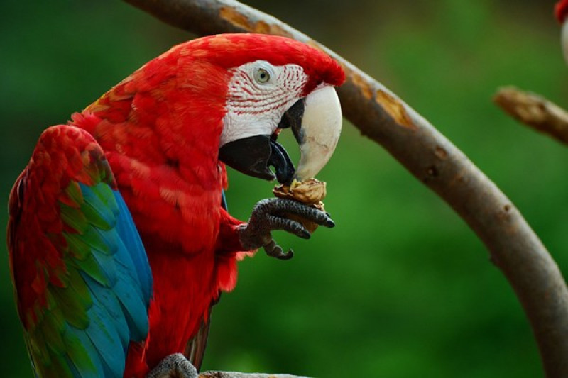 Ilmuwan Pecahkan Misteri Warna Merah Pada Burung Antara News