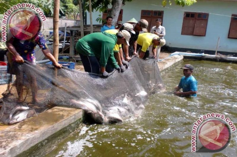 Pemkot Ajak Masyarakat Budidaya Ikan Air Tawar Antara News