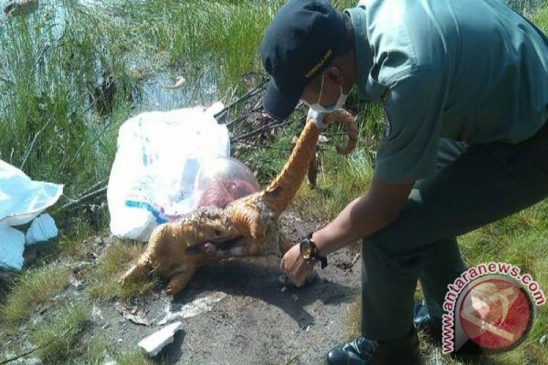 Puluhan Bangkai Trenggiling Tanpa Sisik Ditemukan Di Sampit