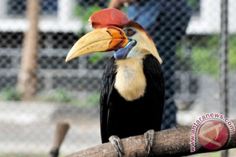Lembaga Adat Didorong Buat Aturan Penangkapan Burung Enggang