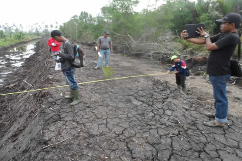 Dinas Perkebunan Inhil Bangun 233,5 KM Tanggul