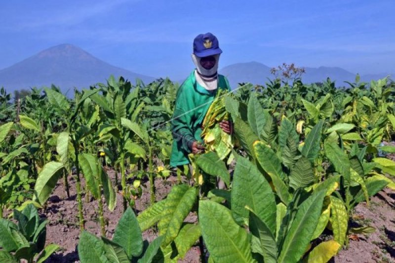 APTI Desak Pabrik Rokok Serap Panen Tembakau Petani