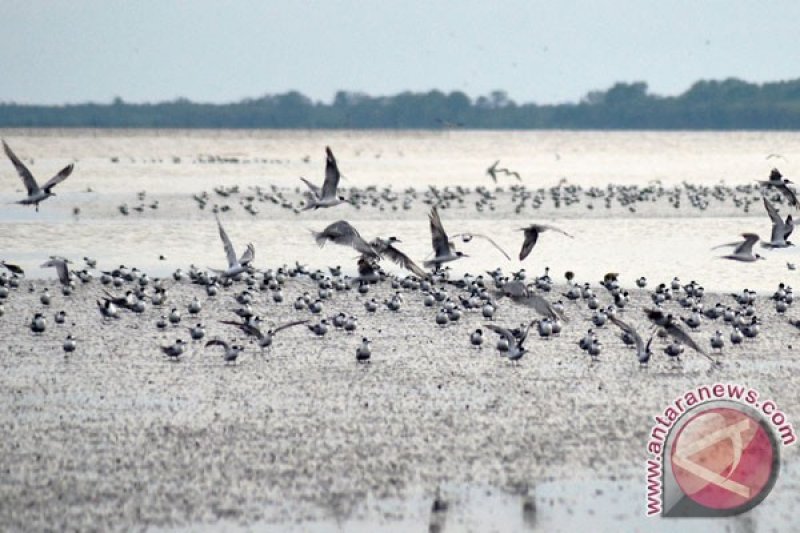 Burung Air Sulit Beradaptasi Karena Alam Semakin Rusak Antara