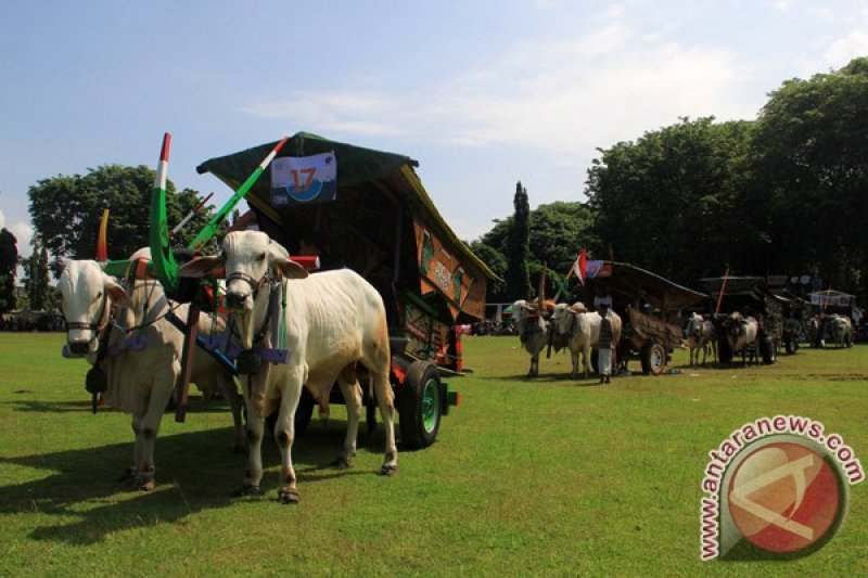 Road to Festival Gerobak Sapi 2017